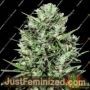 Morocco Beldia Kif by Ace Seeds Cannabis Seeds For Sale at Just Feminized