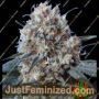 Nepal Jam x Kali China by Ace Seeds Cannabis Seeds For Sale at Just Feminized