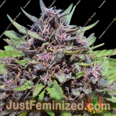 Panama x PCK by Ace Seeds Cannabis Seeds For Sale at Just Feminized