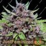 Panama x PCK by Ace Seeds Cannabis Seeds For Sale at Just Feminized