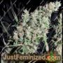 Thai x Panama by Ace Seeds Cannabis Seeds For Sale at Just Feminized