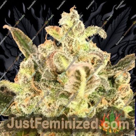 Biodiesel Mass XXL Auto by Advanced Seeds Cannabis Seeds For Sale at Just Feminized