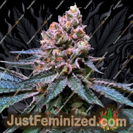 Black Apple Hitchcock by Advanced Seeds Cannabis Seeds For Sale at Just Feminized