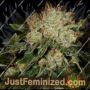 Bruce Banner by Advanced Seeds Cannabis Seeds For Sale at Just Feminized