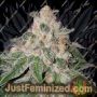 Do Si Dos No.4 by Advanced Seeds Cannabis Seeds For Sale at Just Feminized