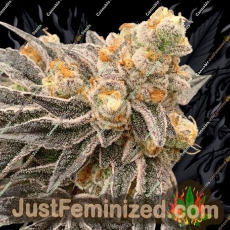 Dos Si Gelato by Advanced Seeds Cannabis Seeds For Sale at Just Feminized