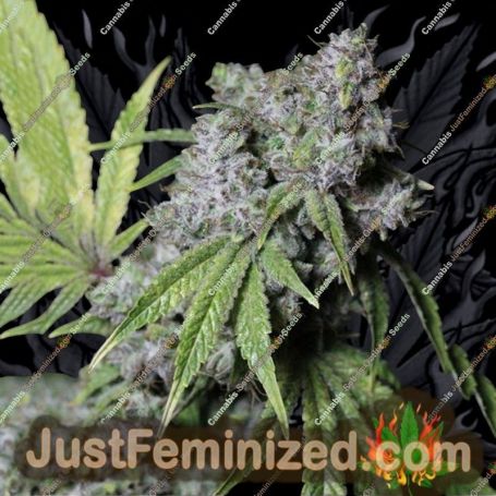 Gorilla Face by Advanced Seeds Cannabis Seeds For Sale at Just Feminized