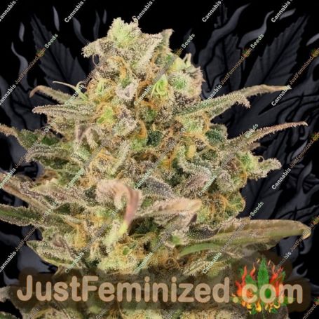 Somango Glue by Advanced Seeds Cannabis Seeds For Sale at Just Feminized