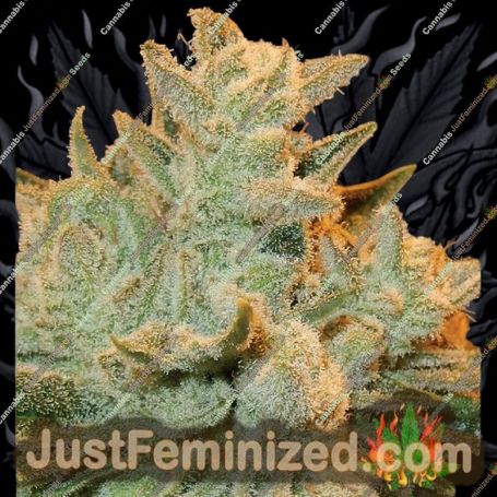 Betty Auto by Anesia Seeds Cannabis Seeds For Sale at Just Feminized