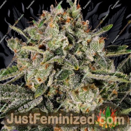 Banana MAC by Anesia Seeds Cannabis Seeds For Sale at Just Feminized