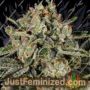 Banana MAC by Anesia Seeds Cannabis Seeds For Sale at Just Feminized