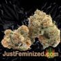 Banana MAC by Anesia Seeds Buds Weed Ganja Skunk Pot Reefer Dope Herb Pics Images