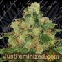 Caramel by Barneys Farm Cannabis Seeds For Sale at Just Feminized