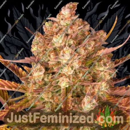 Dos Si Dos Auto by Barneys Farm Cannabis Seeds For Sale at Just Feminized