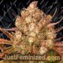 Dos Si Dos Auto by Barneys Farm Cannabis Seeds For Sale at Just Feminized