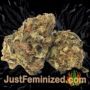 Dos Si Dos Auto by Barneys Farm Buds Weed Ganja Skunk Pot Reefer Dope Herb Pics Images