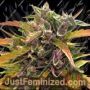 Gorilla Glue Auto by Barneys Farm Cannabis Seeds For Sale at Just Feminized
