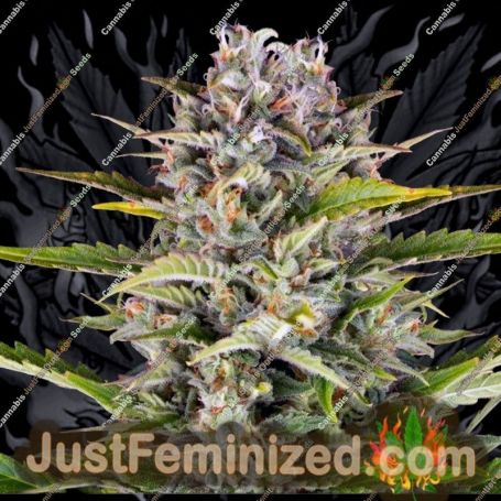 Gorilla Zkittlez Auto by Barneys Farm Cannabis Seeds For Sale at Just Feminized