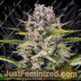 Gorilla Zkittlez Auto by Barneys Farm Cannabis Seeds For Sale at Just Feminized