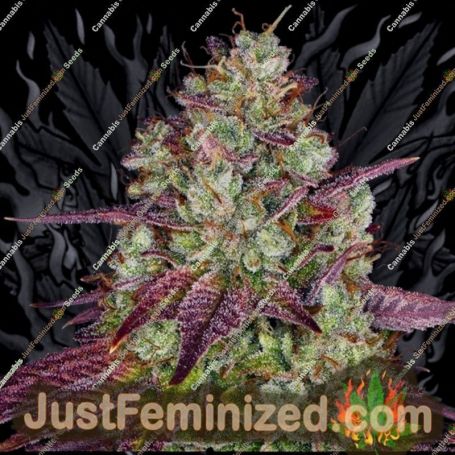 Mimosa EVO by Barneys Farm Cannabis Seeds For Sale at Just Feminized