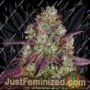 Mimosa EVO by Barneys Farm Cannabis Seeds For Sale at Just Feminized