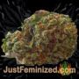 Mimosa EVO by Barneys Farm Buds Weed Ganja Skunk Pot Reefer Dope Herb Pics Images