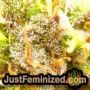 Mimosa EVO by Barneys Farm THC CBD Close Up Trichomes Potency Yield Indica Sativa Strain Pic Images
