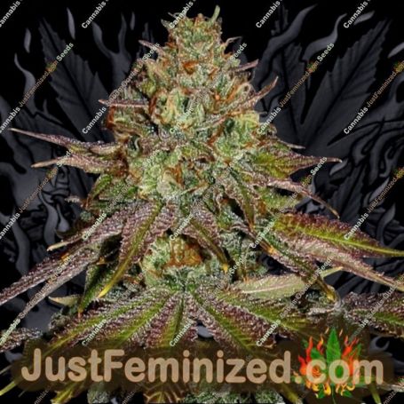 Wedding Cake by Barneys Farm Cannabis Seeds For Sale at Just Feminized