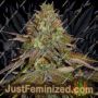 Wedding Cake by Barneys Farm Cannabis Seeds For Sale at Just Feminized