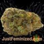 Wedding Cake by Barneys Farm Buds Weed Ganja Skunk Pot Reefer Dope Herb Pics Images