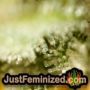 Wedding Cake by Barneys Farm THC CBD Close Up Trichomes Potency Yield Indica Sativa Strain Pic Images