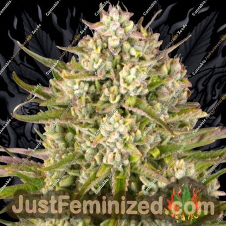 Wedding Cake Auto by Barneys Farm Cannabis Seeds For Sale at Just Feminized