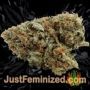 Wedding Cake Auto by Barneys Farm Buds Weed Ganja Skunk Pot Reefer Dope Herb Pics Images