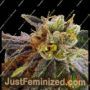 Elliots Sister by BC Bud Depot Cannabis Seeds For Sale at Just Feminized