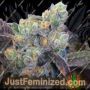 Girl Scout Gum by BC Bud Depot Cannabis Seeds For Sale at Just Feminized