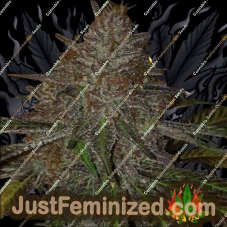 Pope Von Dank by BC Bud Depot Cannabis Seeds For Sale at Just Feminized
