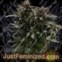 Tuna God by BC Bud Depot Cannabis Seeds For Sale at Just Feminized