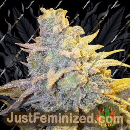 Banana Crasher by Black Farm Genetix Cannabis Seeds For Sale at Just Feminized