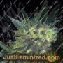 Chiesel by Big Buddha Seeds Cannabis Seeds For Sale at Just Feminized