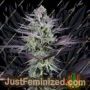 Banana Strippers by Black Farm Genetix Cannabis Seeds For Sale at Just Feminized