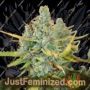 Glueberry by Black Farm Genetix Cannabis Seeds For Sale at Just Feminized