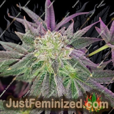 Glukies BX by Black Farm Genetix Cannabis Seeds For Sale at Just Feminized