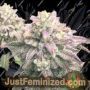 Glukies S1 by Black Farm Genetix Cannabis Seeds For Sale at Just Feminized