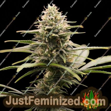 Kiwi by Black Farm Genetix Cannabis Seeds For Sale at Just Feminized