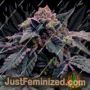 Lemon Banana Mints by Black Farm Genetix Cannabis Seeds For Sale at Just Feminized