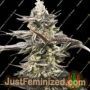 Liquirizia by Black Farm Genetix Cannabis Seeds For Sale at Just Feminized