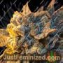 Orange Crasher by Black Farm Genetix Cannabis Seeds For Sale at Just Feminized