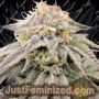 Orange Glue by Black Farm Genetix Cannabis Seeds For Sale at Just Feminized