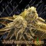 Tropicana Glue by Black Farm Genetix Cannabis Seeds For Sale at Just Feminized