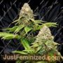 Bruce Banner by Blim Burn Seeds Cannabis Seeds For Sale at Just Feminized